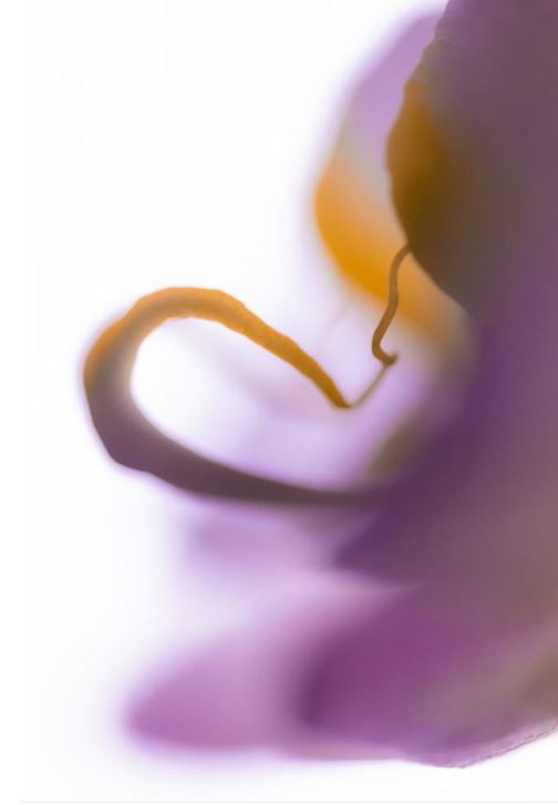 GLOSS.AA01A0F0.jpg#asset:4550